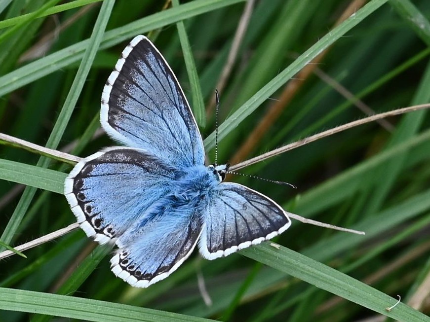 Chalkhill Blue (m) 2021 - Martin Johnson